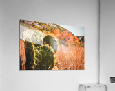 Cacti In The Fall Acrylic Print