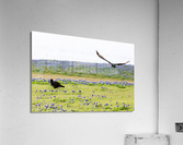 Turkey Vultures At Muleshoe Bend State Park Acrylic Print