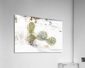 Prickly Pear Cactus Covered In Ice  Acrylic Print