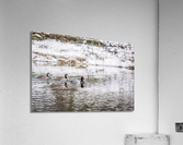 Three Ducks In Winter Acrylic Print