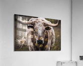White Longhorn Acrylic Print