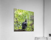 Turkey Vulture Perched In A Tree Acrylic Print