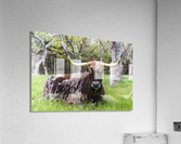 Texas Longhorn Acrylic Print