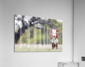 Calf in a field  Acrylic Print