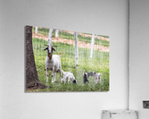 Momma goat with her babies Acrylic Print