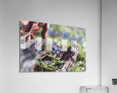 Driftwood Frames A Bluebonnet  Acrylic Print