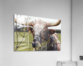 Longhorn in a Pasture Acrylic Print