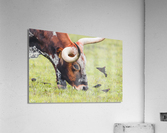 Longhorn and birds Acrylic Print