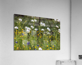 Native Texas Wildflowers Acrylic Print