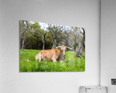 Texas Longhorns Acrylic Print