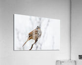 White Crowned Sparrow Acrylic Print