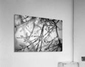 Ice Covered Twigs Acrylic Print