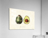Avocado Acrylic Print