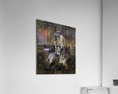 Arabian Acrylic Print