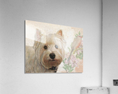 Westie Acrylic Print