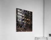 Grizzly Acrylic Print