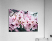 Floral Dream Acrylic Print