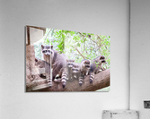 Rocky and family Acrylic Print
