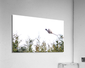 Pheasant 2 Acrylic Print