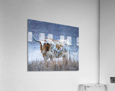 Wrong Way  Acrylic Print