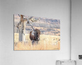 Bison Joker  Acrylic Print