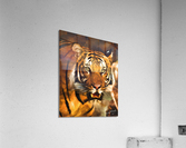 In Memory of Eko Acrylic Print