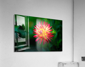 Firecracker Dahlia Acrylic Print