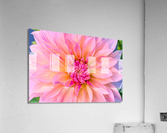 Dahlia Pink Ice Acrylic Print