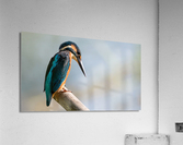 01D5FC34 4178 44F6 8EB1 A4CCE2C8547B Acrylic Print