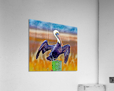 Pelican Spreading Wings Botanical Gardens Acrylic Print