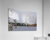 Snowy Owl Stare Acrylic Print