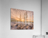 Betsie in Gold Acrylic Print