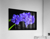 Dramatic Orchids Acrylic Print