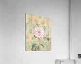 Pink Dahlia Acrylic Print