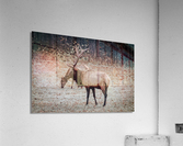 E60A8154 5406 4B68 8874 98C4A4E5B47C Acrylic Print