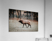 Elk Acrylic Print