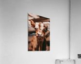 Cute Calf Acrylic Print