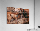 Cow and Calf Acrylic Print