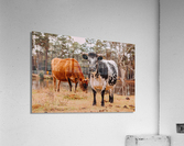 Stand Out From The Herd Acrylic Print