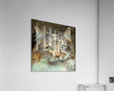 Emily An American Longhair Cat Acrylic Print