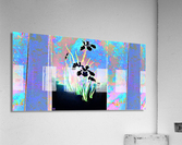 BLACK IRIS  Acrylic Print