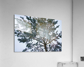 Tree 1  Acrylic Print