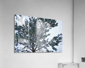 Tree 2 Acrylic Print