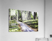 Bear Clover along Cedar Trail Acrylic Print