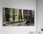 Coastal Forest Acrylic Print