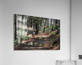 Cedar Trail Acrylic Print