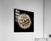 Delicate Acrylic Print