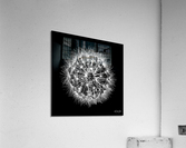 Delicate explosion Acrylic Print
