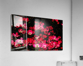 Blissful Acrylic Print