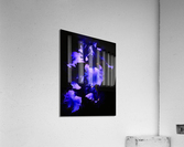 Blue Iris Acrylic Print